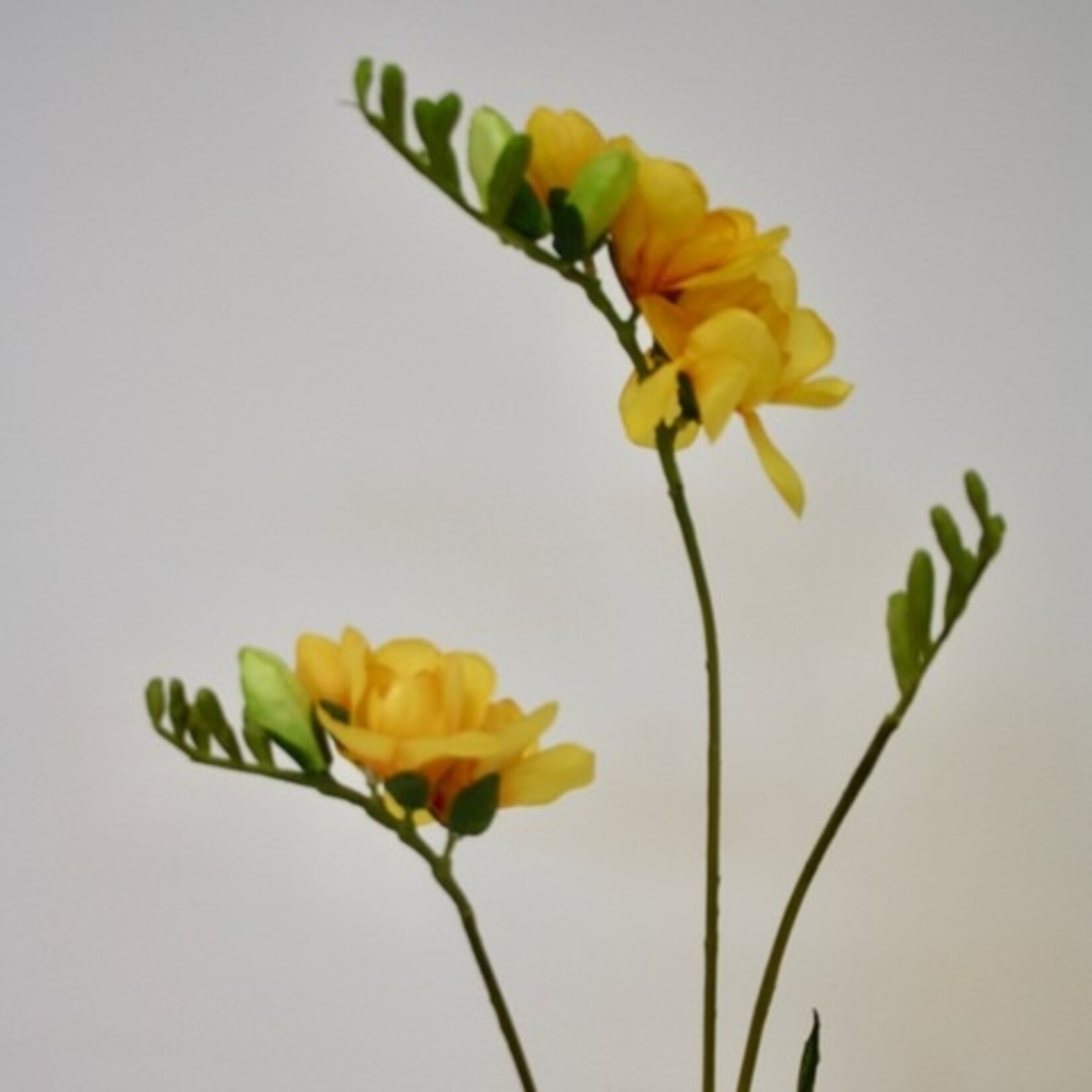 FREESIA DOUBLE | YELLOW | 88 CM