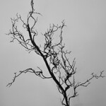 TWIG | BROWN | 100 CM