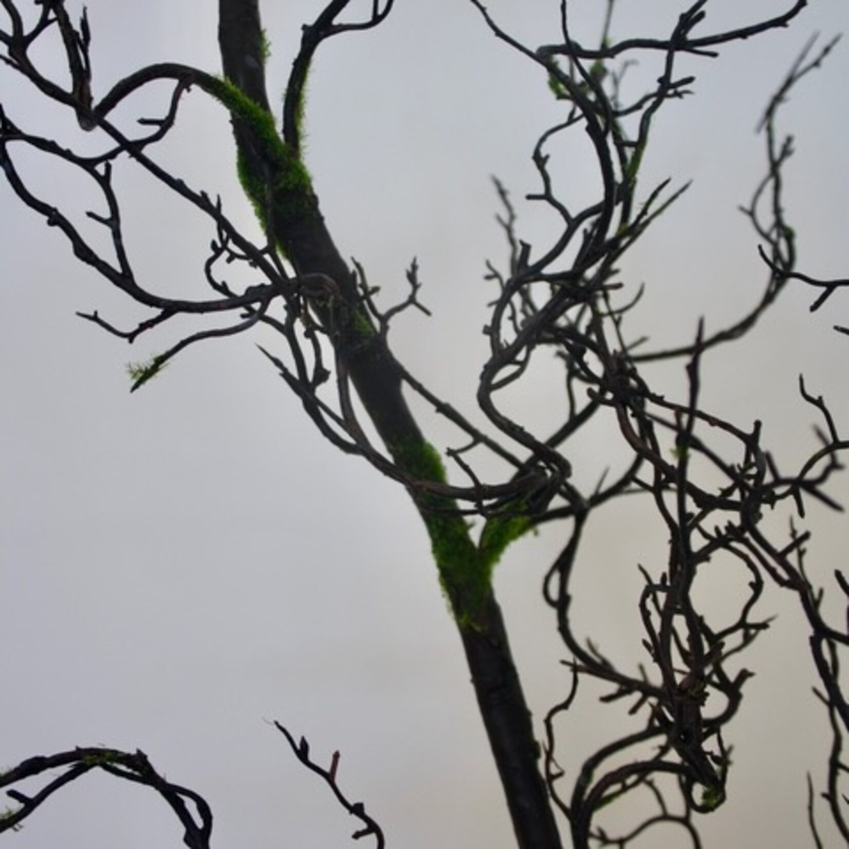 TWIG | BROWN | 100 CM