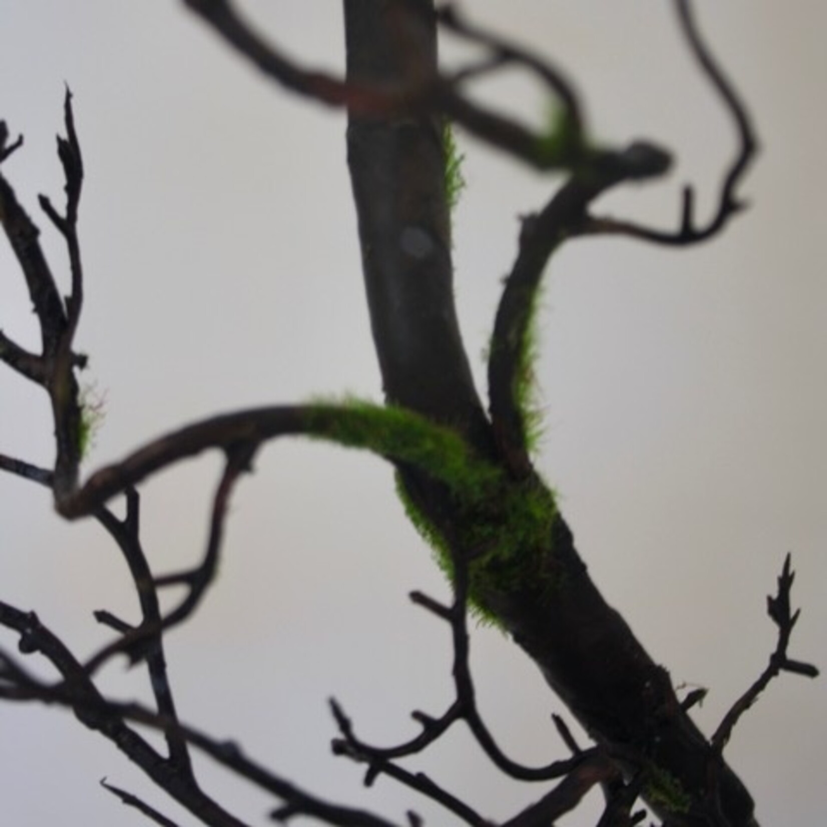 TWIG | BROWN | 100 CM