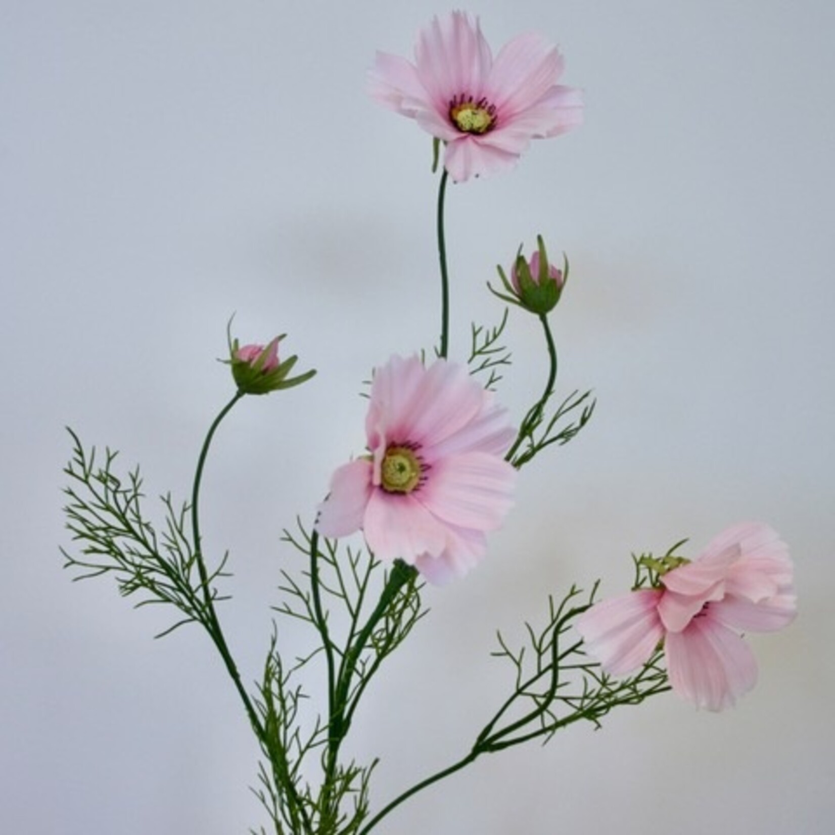COSMEA DAYDREAM| ROZE | 90 CM