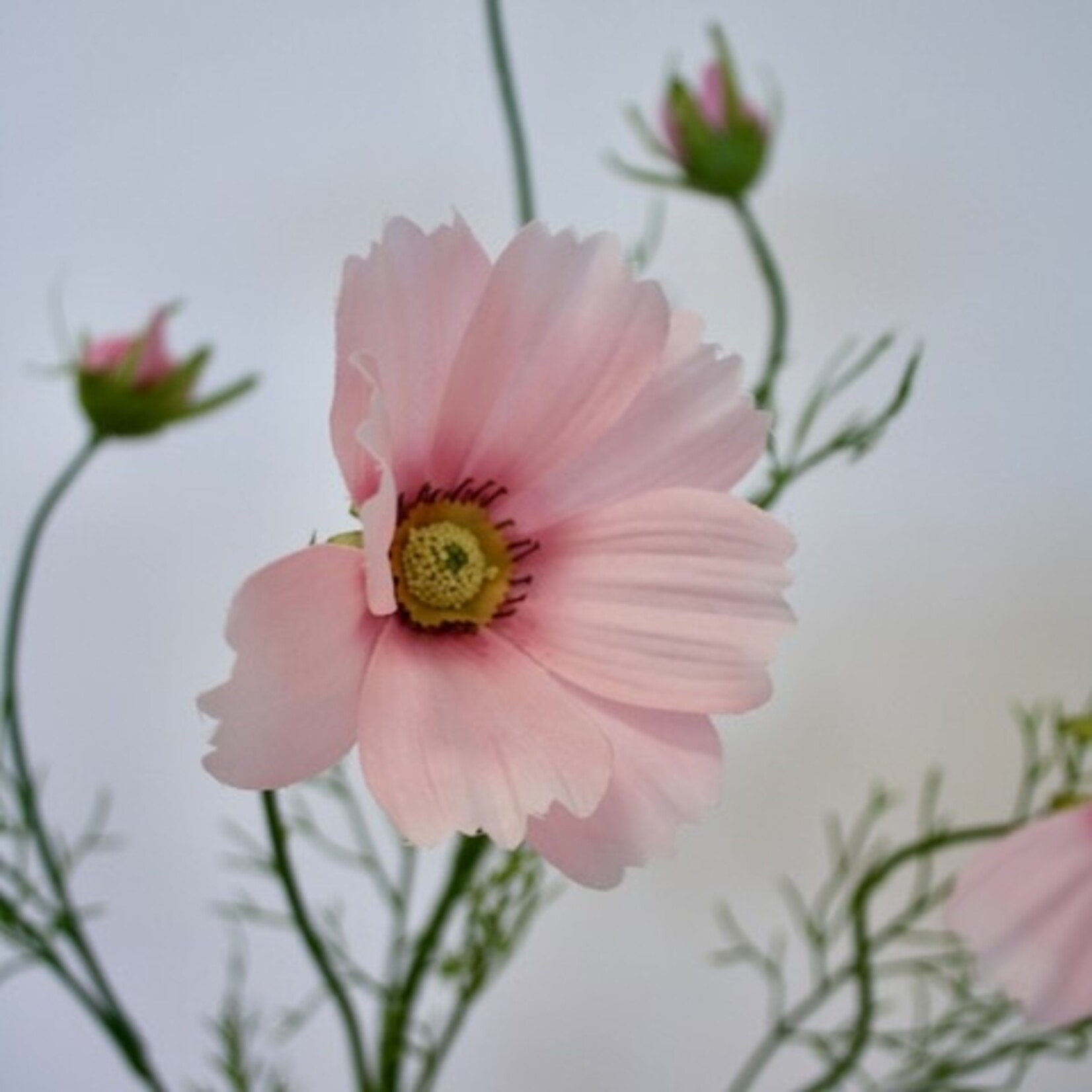 COSMEA DAYDREAM | PINK | 90 CM