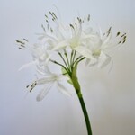 NERINE | WIT | 67 CM