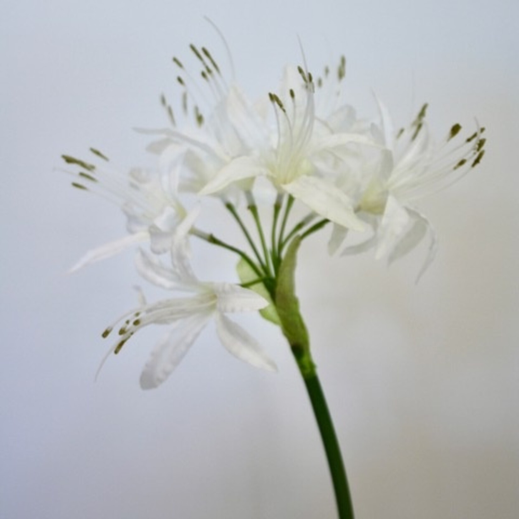 NERINE ALBA | WHITE | 67 CM