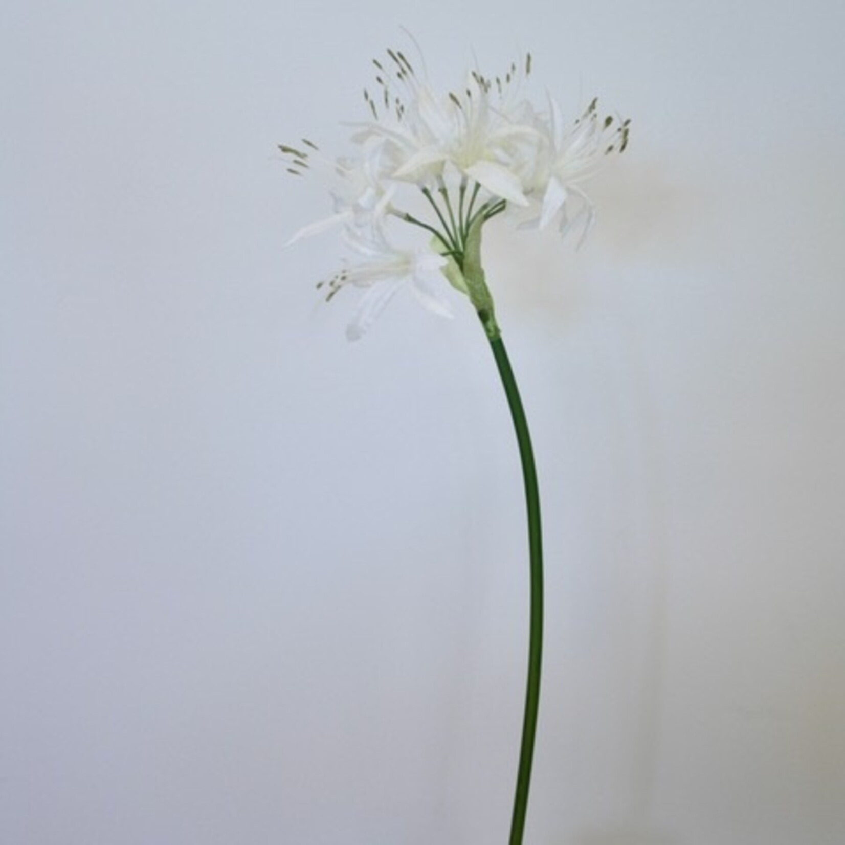 NERINE ALBA | WHITE | 67 CM