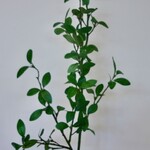 HAAGLIGUSTER | GROEN | 104 CM
