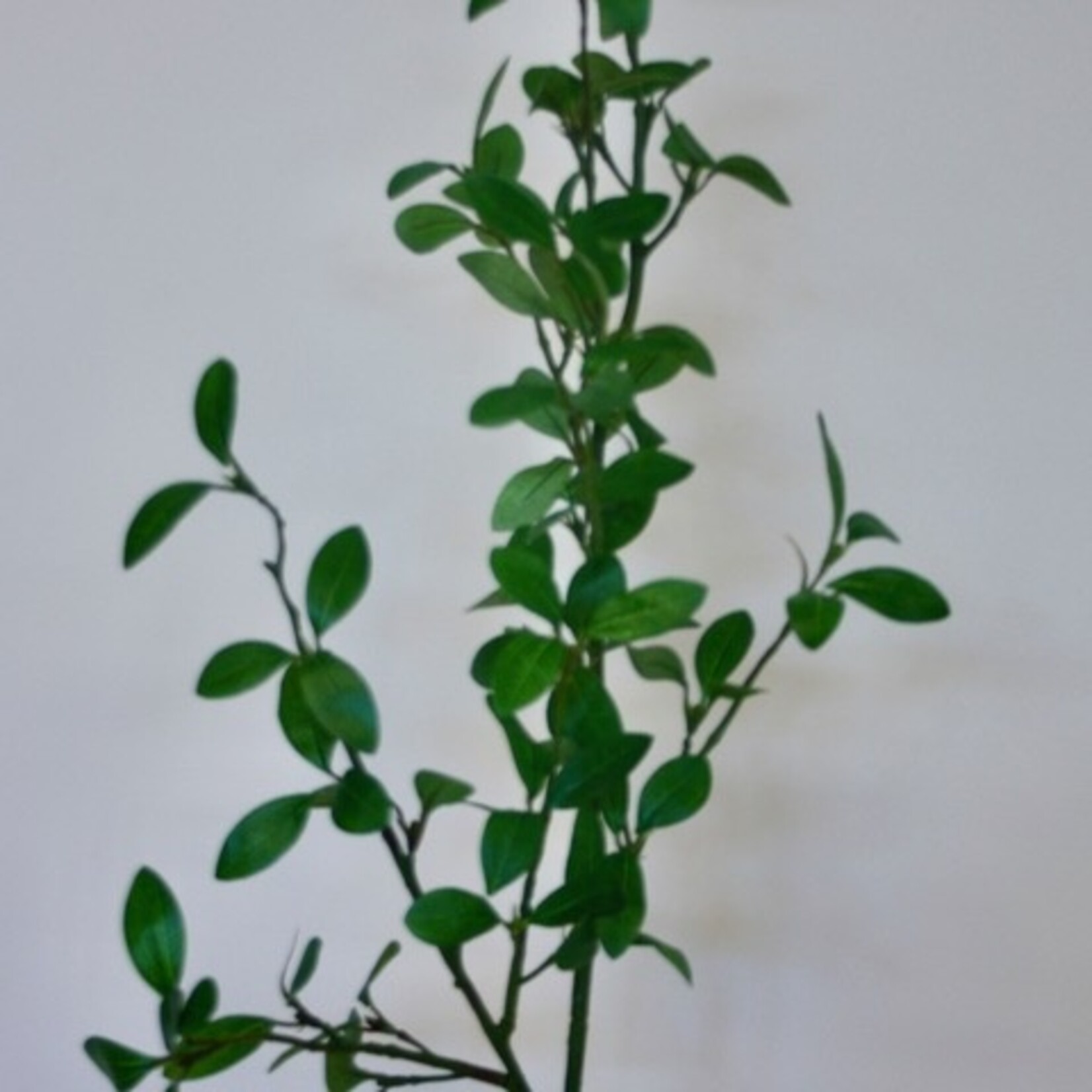 HAAGLIGUSTER | GROEN | 104 CM