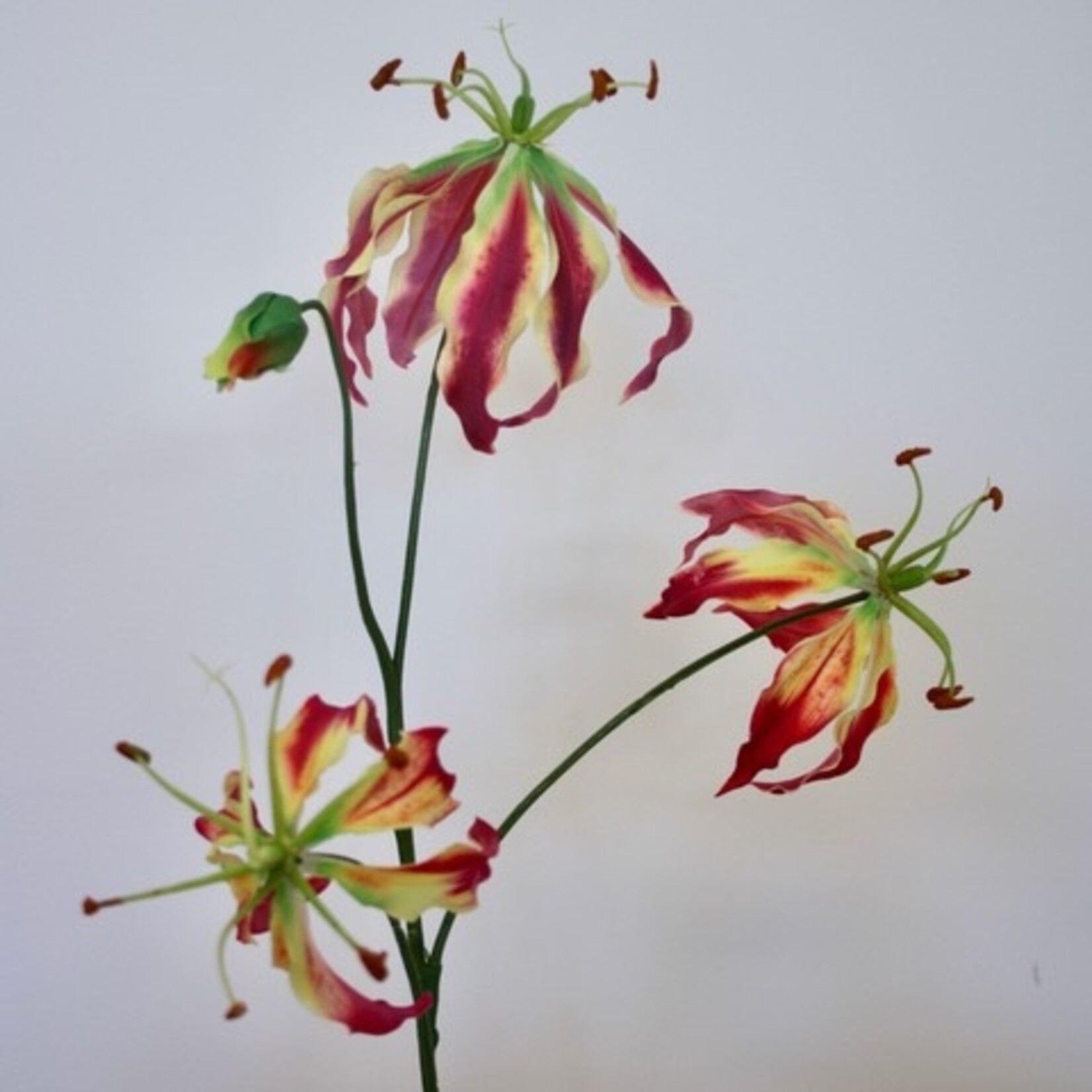 GLORIOSA | FUCHSIA | 80 CM