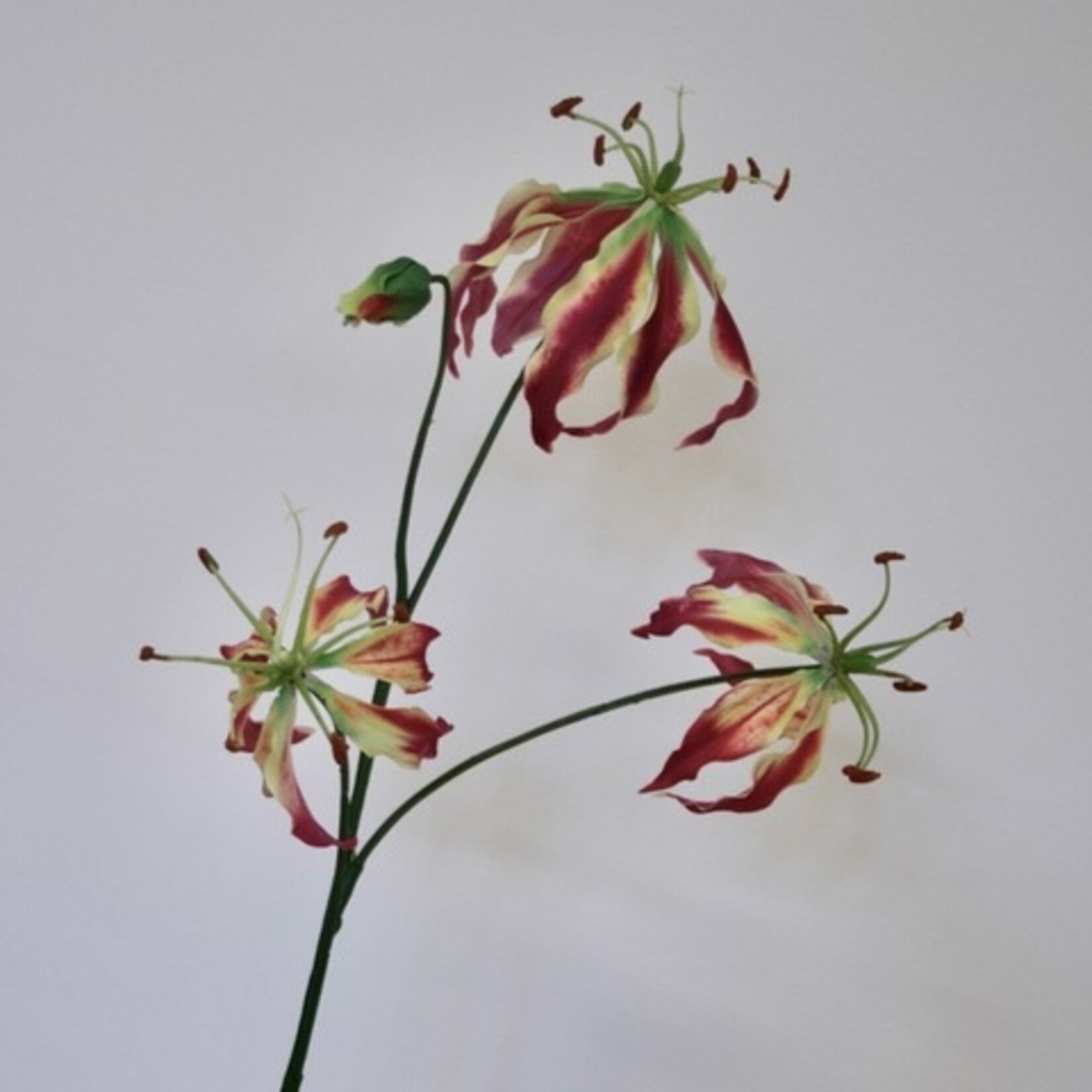 GLORIOSA | FUCHSIA | 80 CM