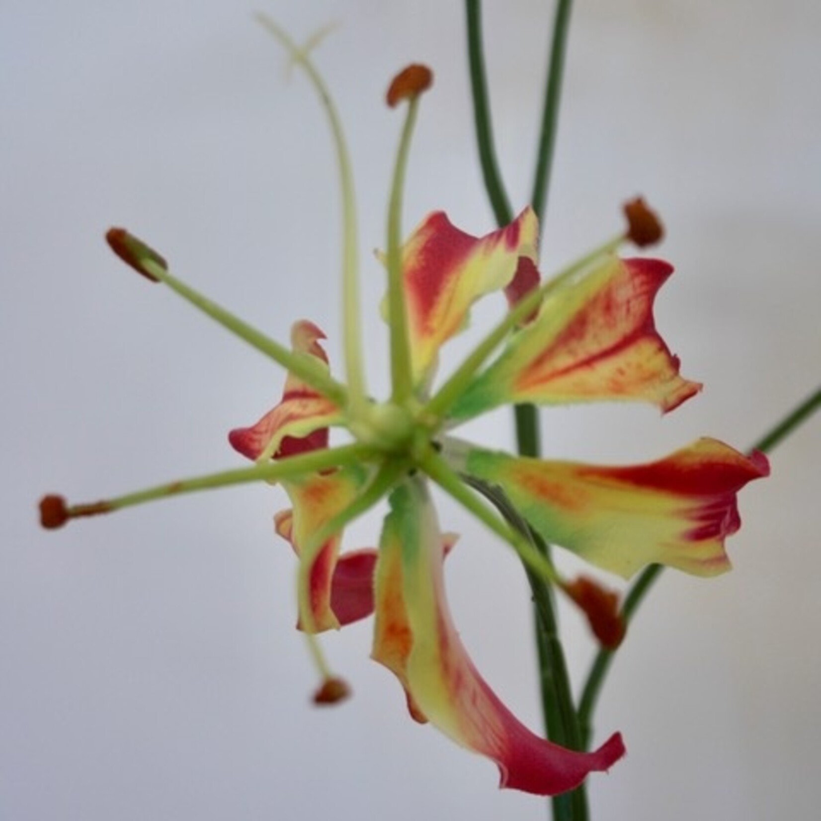 GLORIOSA | FUCHSIA | 80 CM
