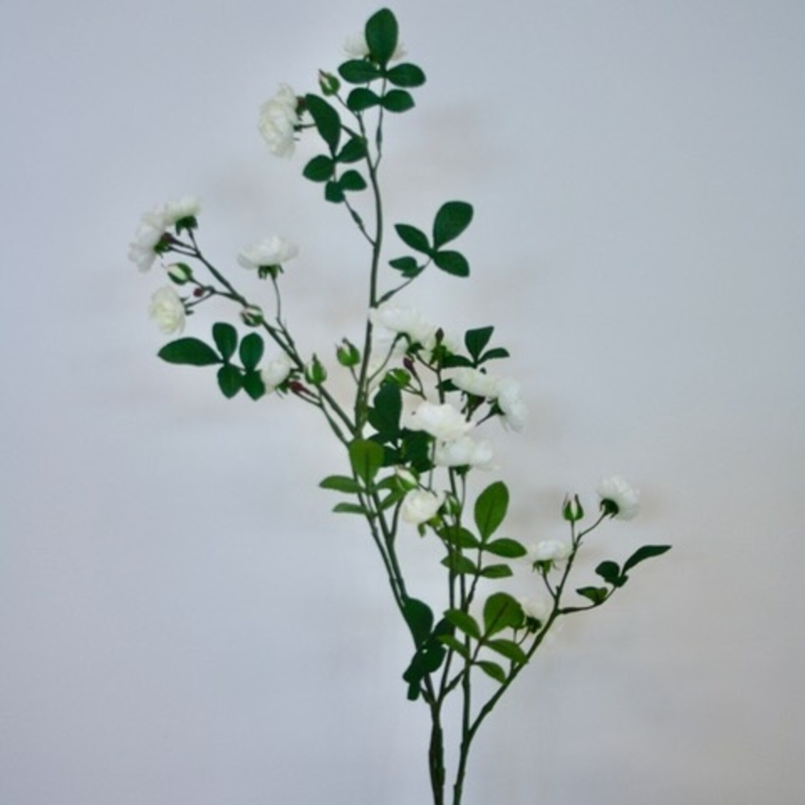 SPRAY ROSE THE WHITE FAIRY | WHITE | 110 CM