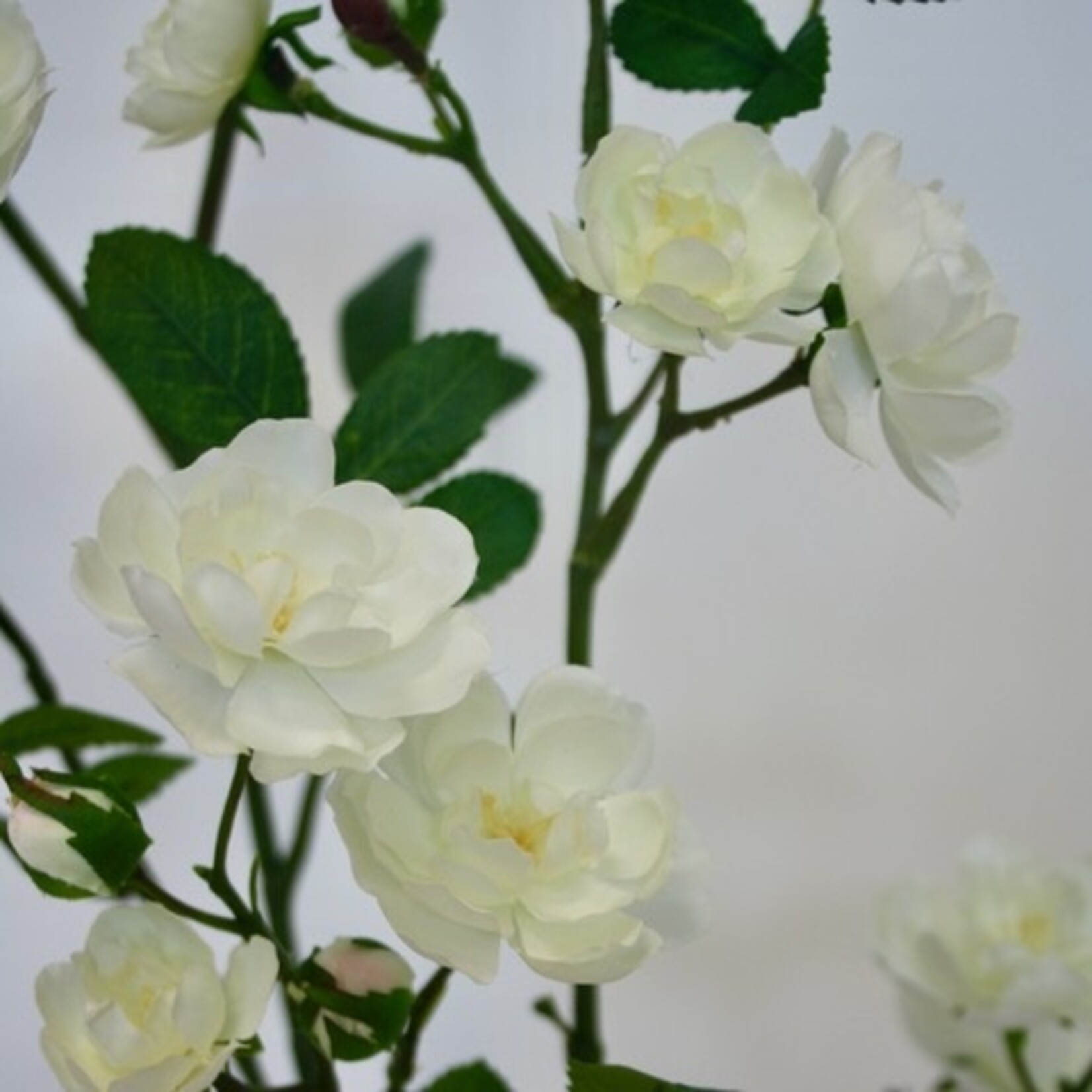 SPRAY ROSE THE WHITE FAIRY | WHITE | 110 CM
