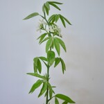 LUPINUS| GREEN | 75 CM
