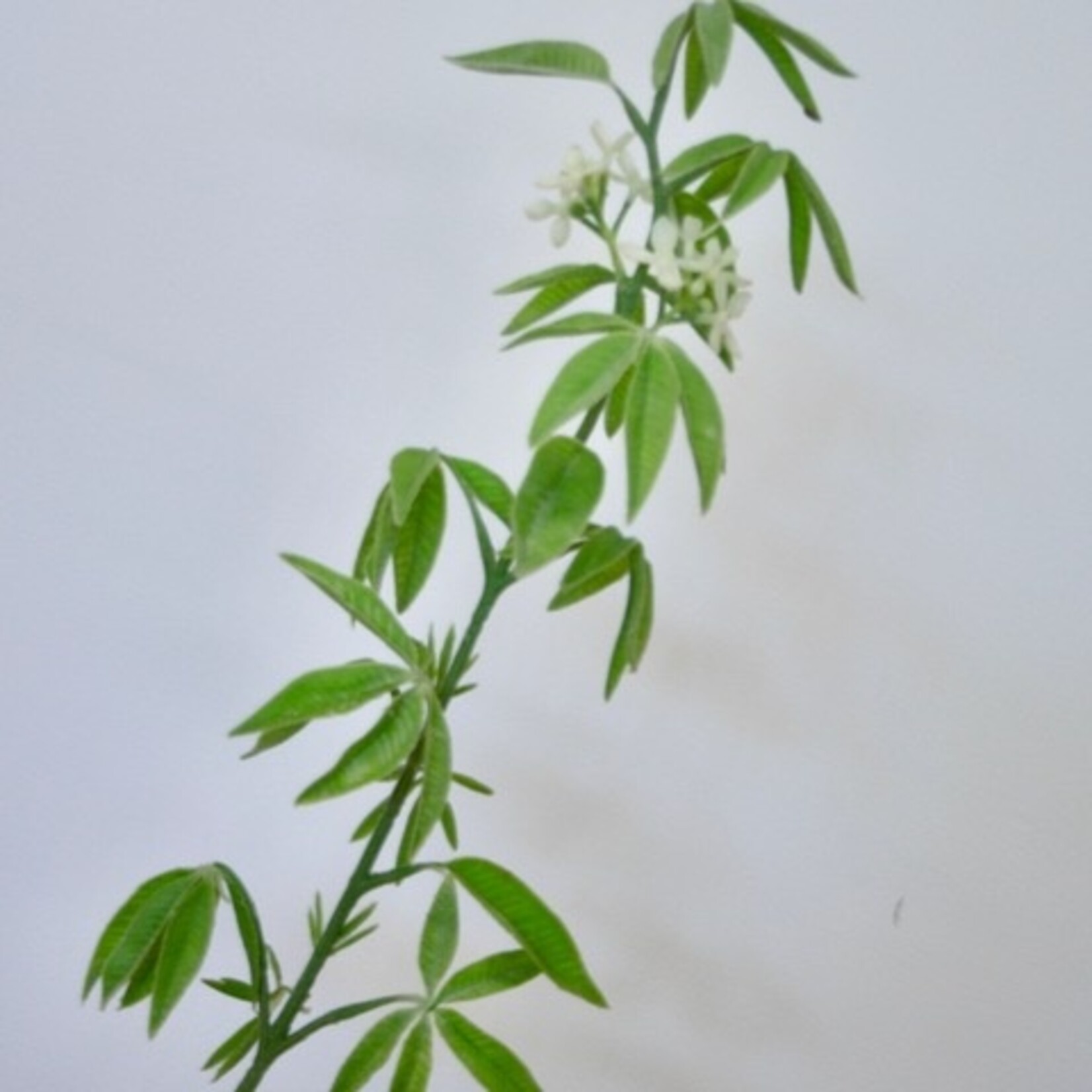 LUPINUS ALBA| GREEN | 75 CM