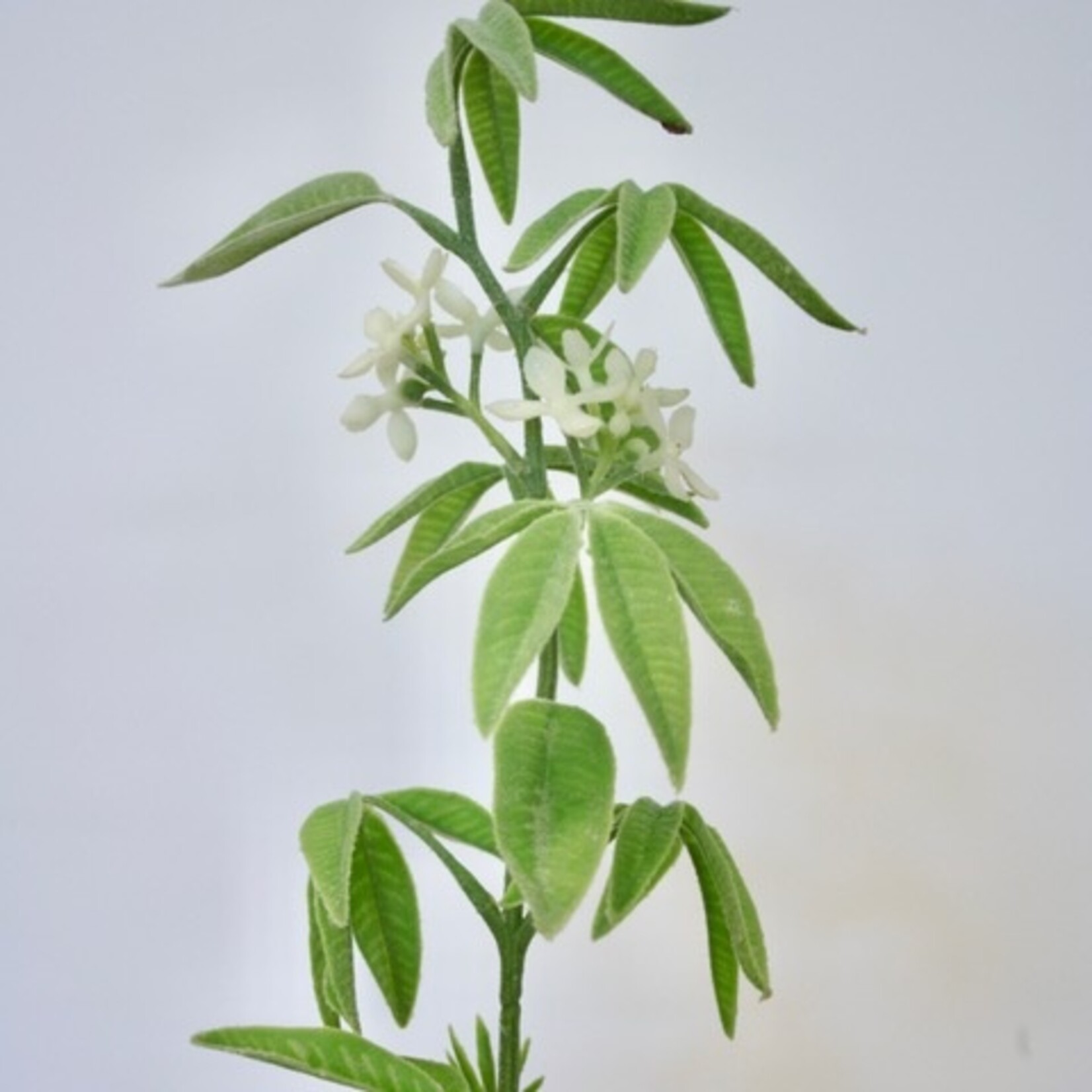 LUPINUS ALBA| GREEN | 75 CM