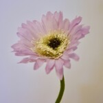 GERBERA | PURPLE | 28 CM