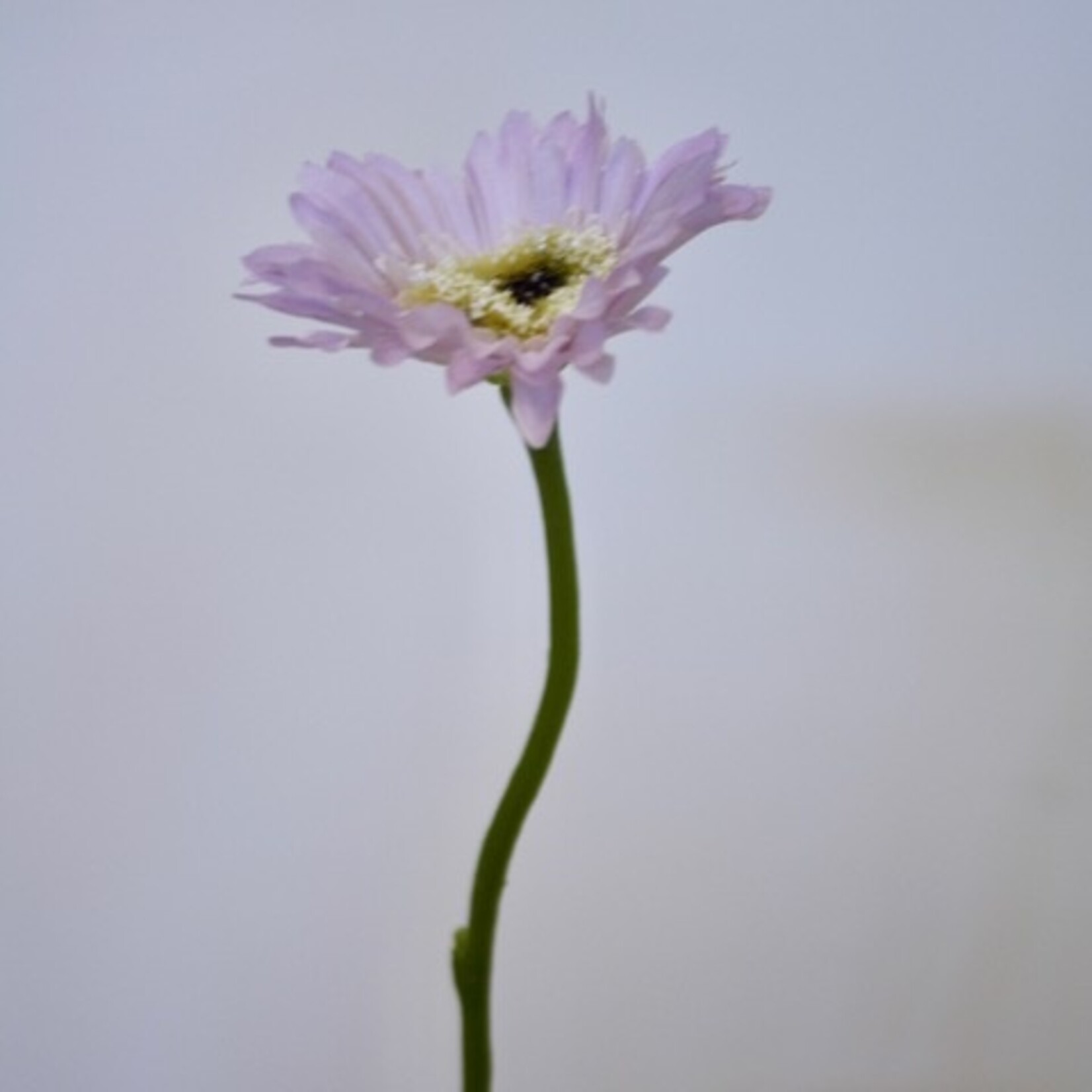 GERBERA PASTLE PURPLE | PURPLE | 28 CM