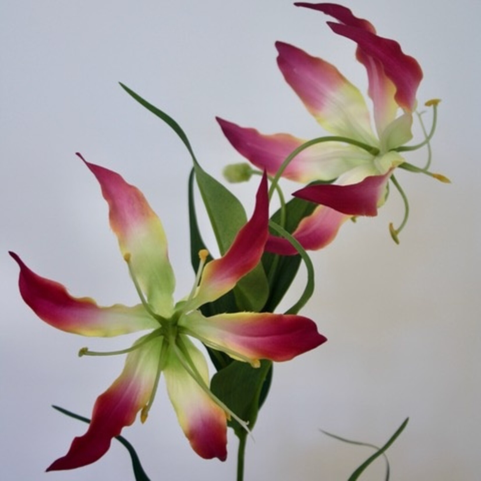 GLORIOSA WITH LEAF | PINK| 85 CM