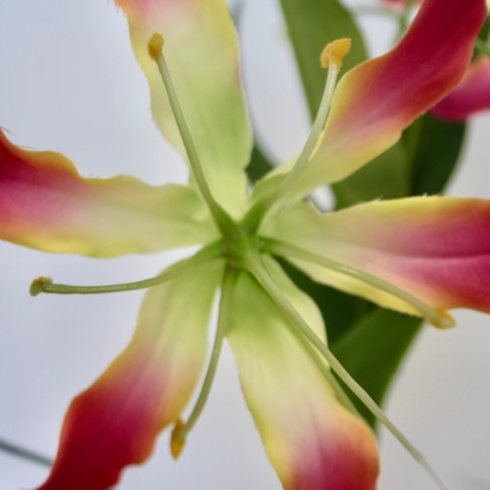 GLORIOSA WITH LEAF | PINK| 85 CM