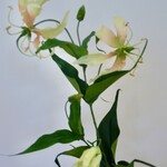 GLORIOSA | GEEL | 76 CM