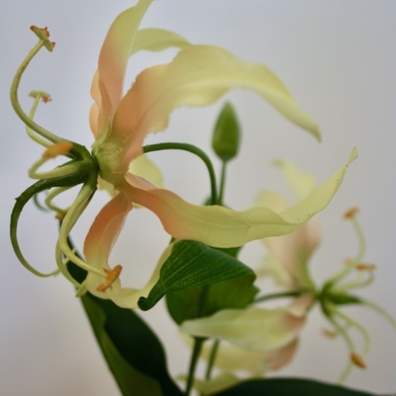 GLORIOSA SPARKLING SAAR | YELLOW | 76 CM
