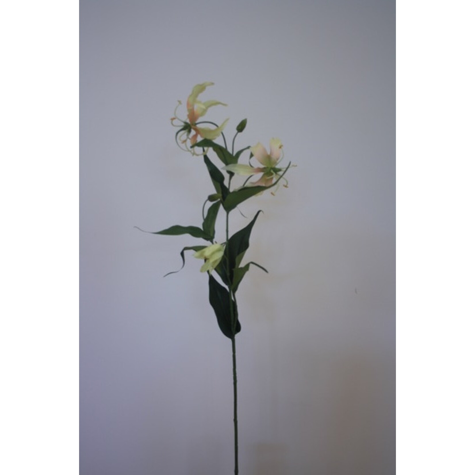 GLORIOSA SPARKLING SAAR | GEEL | 76 CM