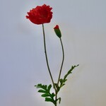 KLAPROOS | ROOD | 65 CM