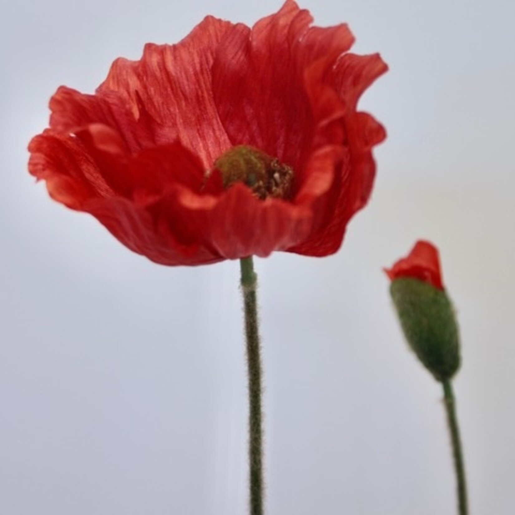KLAPROOS WELSH | ROOD | 65 CM