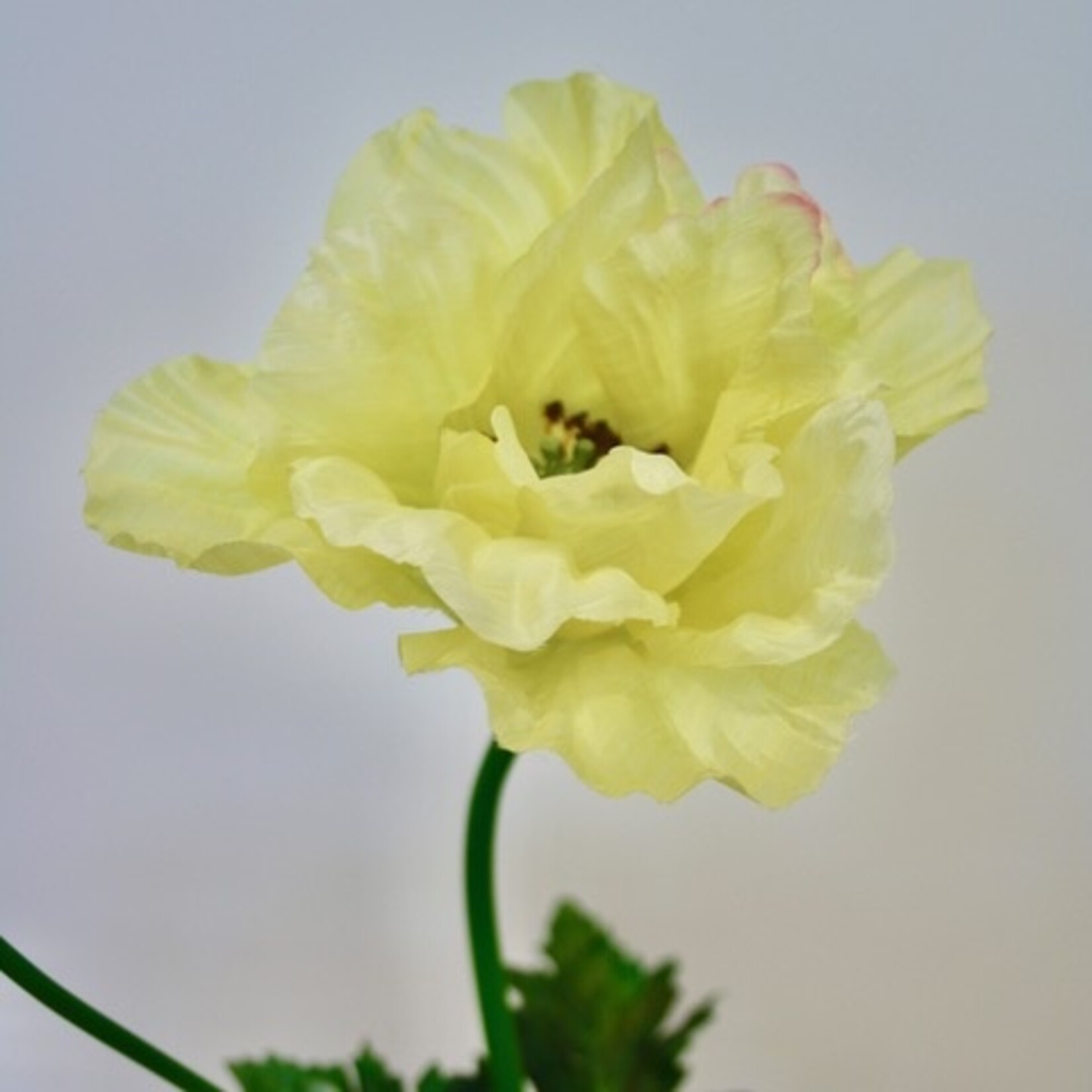 KLAPROOS FLAVUM | GEEL | 78 CM