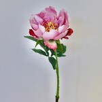 PIOENROOS | ROZE | 51 CM