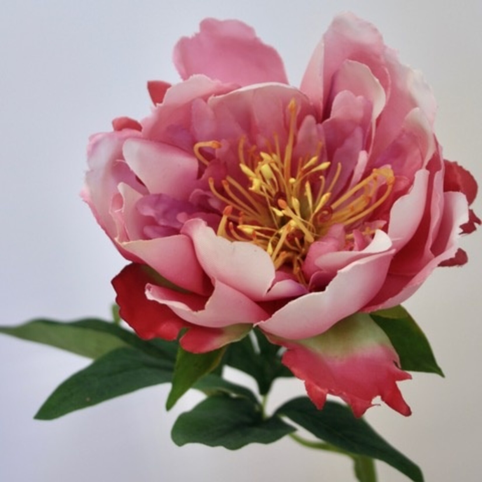PIOENROOS DOREEN | ROZE | 51 CM