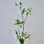 SPRAY ROSE | WHITE GREEN | 90 CM