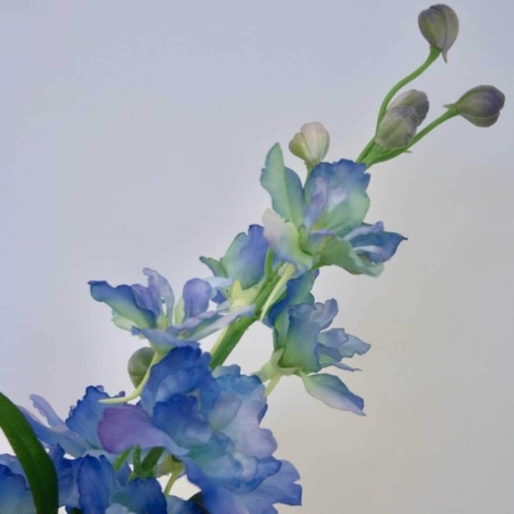 RIDDERSPOOR | BLAUW | 60 CM