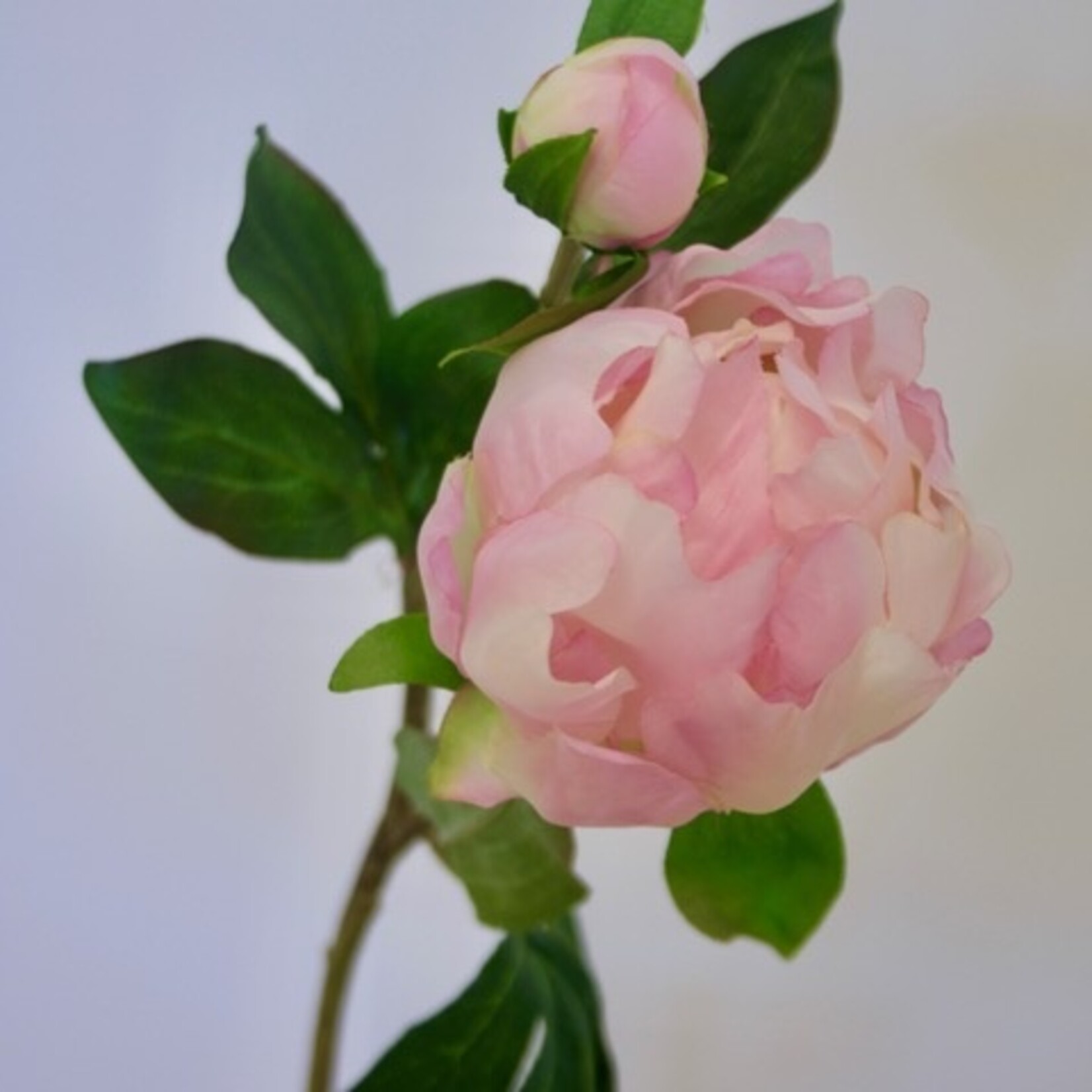 PEONY DO TELL | LIGHT PINK | 45 CM
