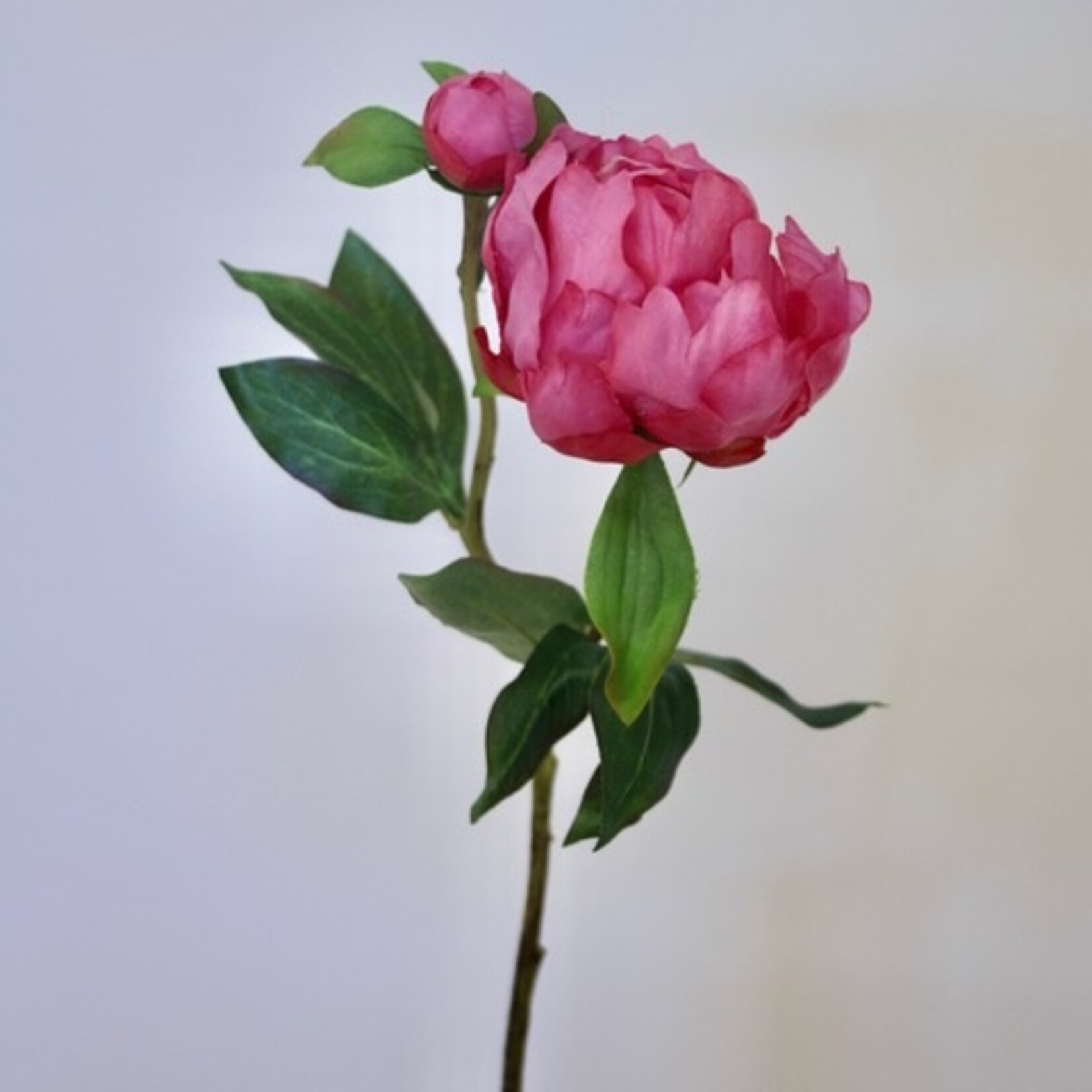 PIOENROOS JAZZ | ROZE | 45 CM