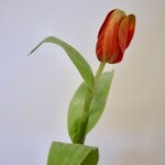 TULP  | ORANJE | 47 CM
