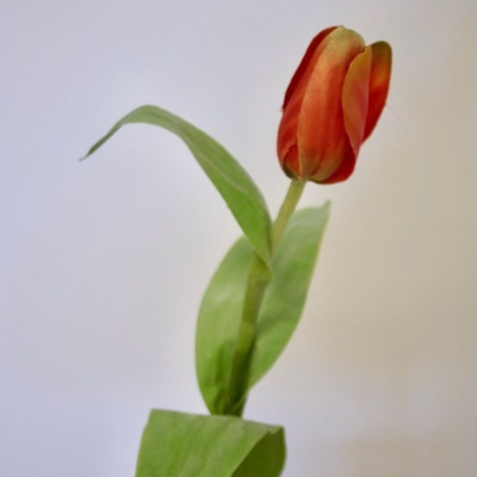 TULIP ORANGE EMPEROR| ORANGE | 47 CM
