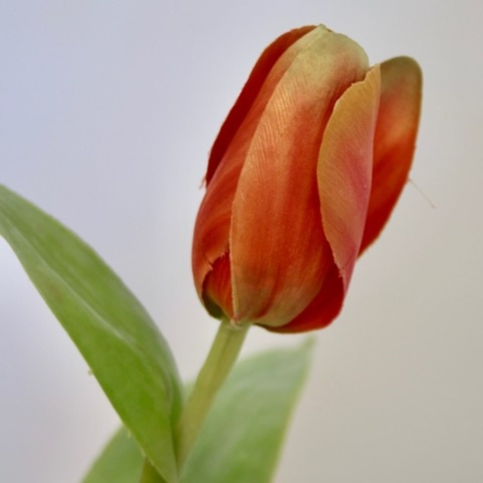 TULIP ORANGE EMPEROR| ORANGE | 47 CM