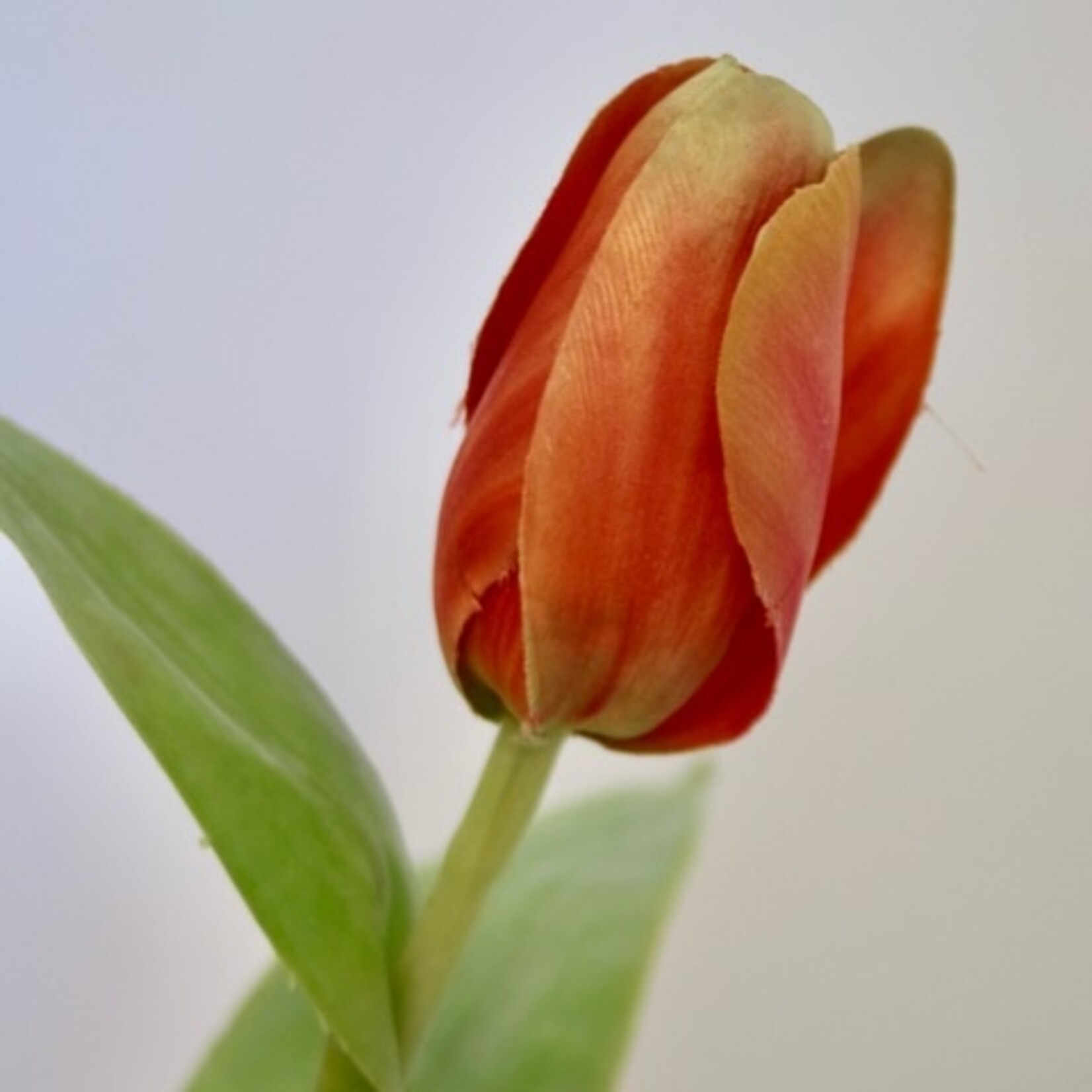 TULP ORANGE EMPEROR | ORANJE | 47 CM