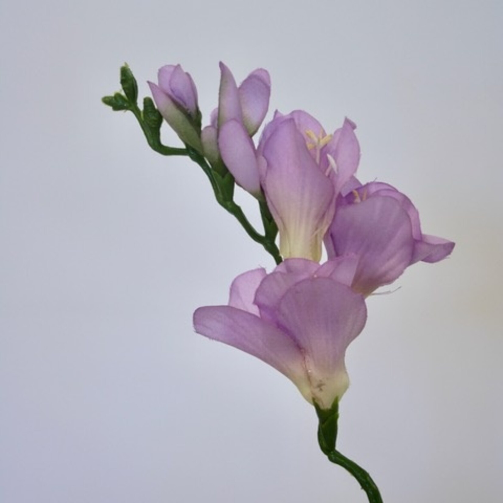 FRESIA| LILAC | 60 CM