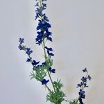 DELPHINIUM | BLAUW | 86 CM