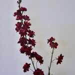 RIDDERSPOOR | ROOD | 85 CM