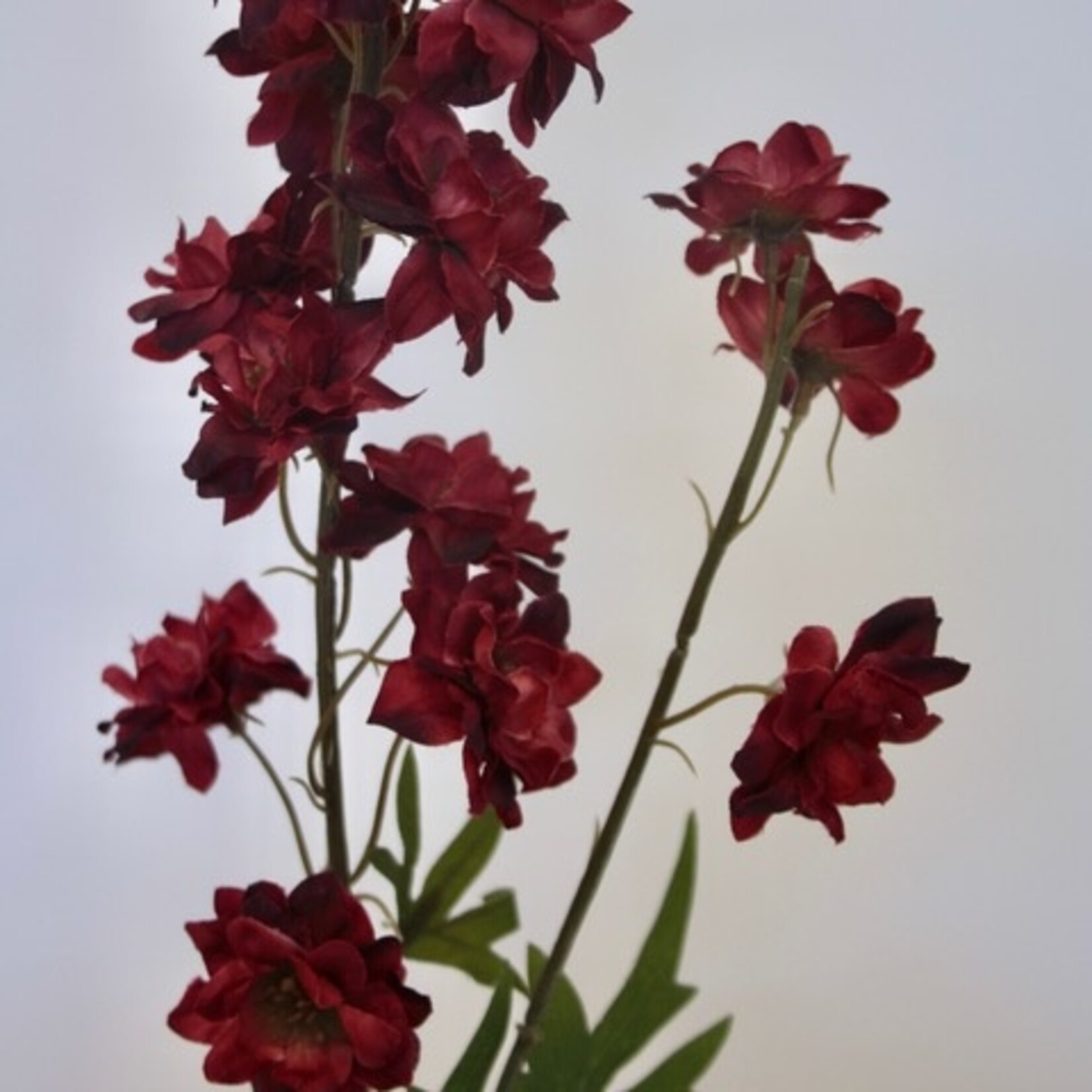 RIDDERSPOOR SCARLET SPIRE | ROOD | 85 CM