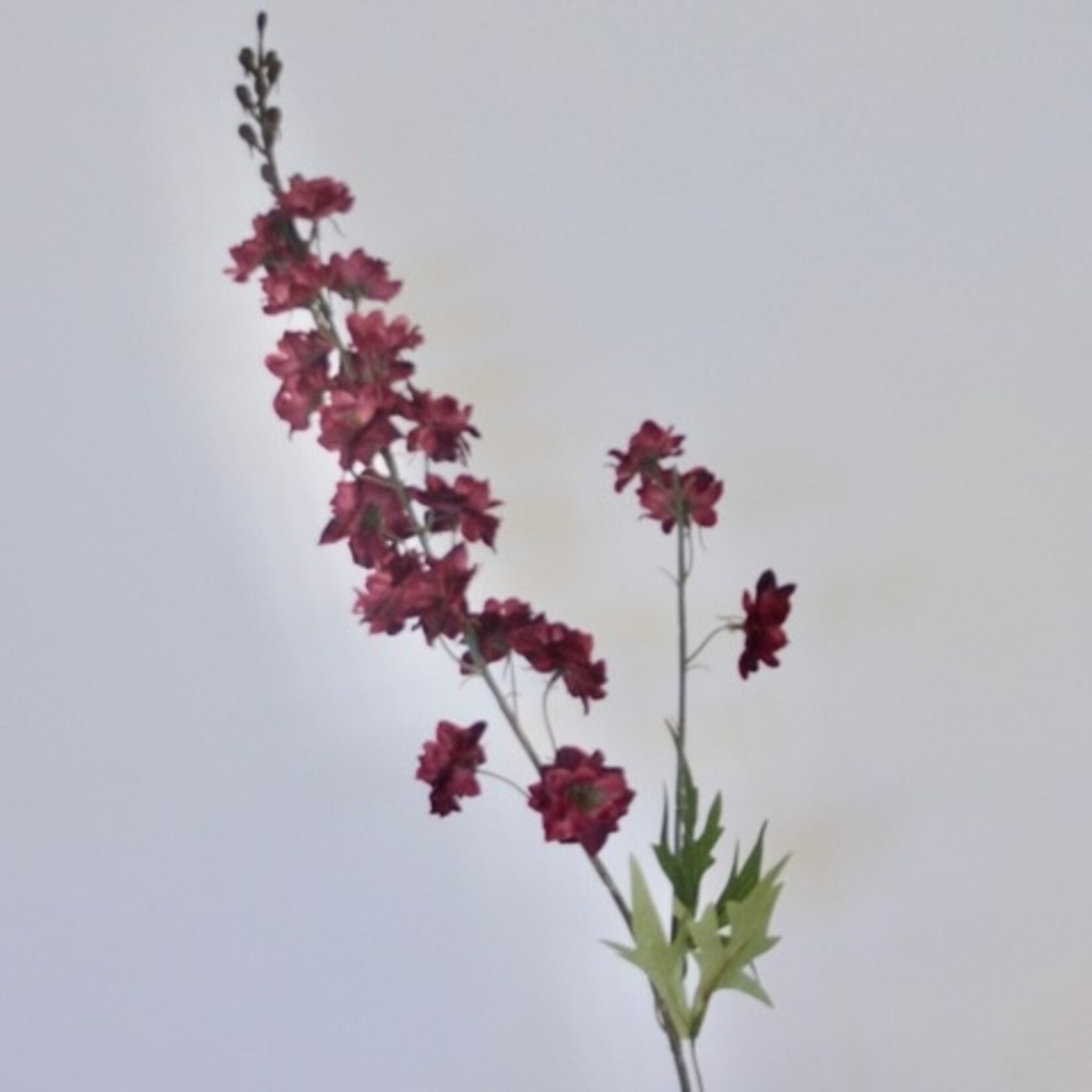 RIDDERSPOOR SCARLET SPIRE | ROOD | 85 CM