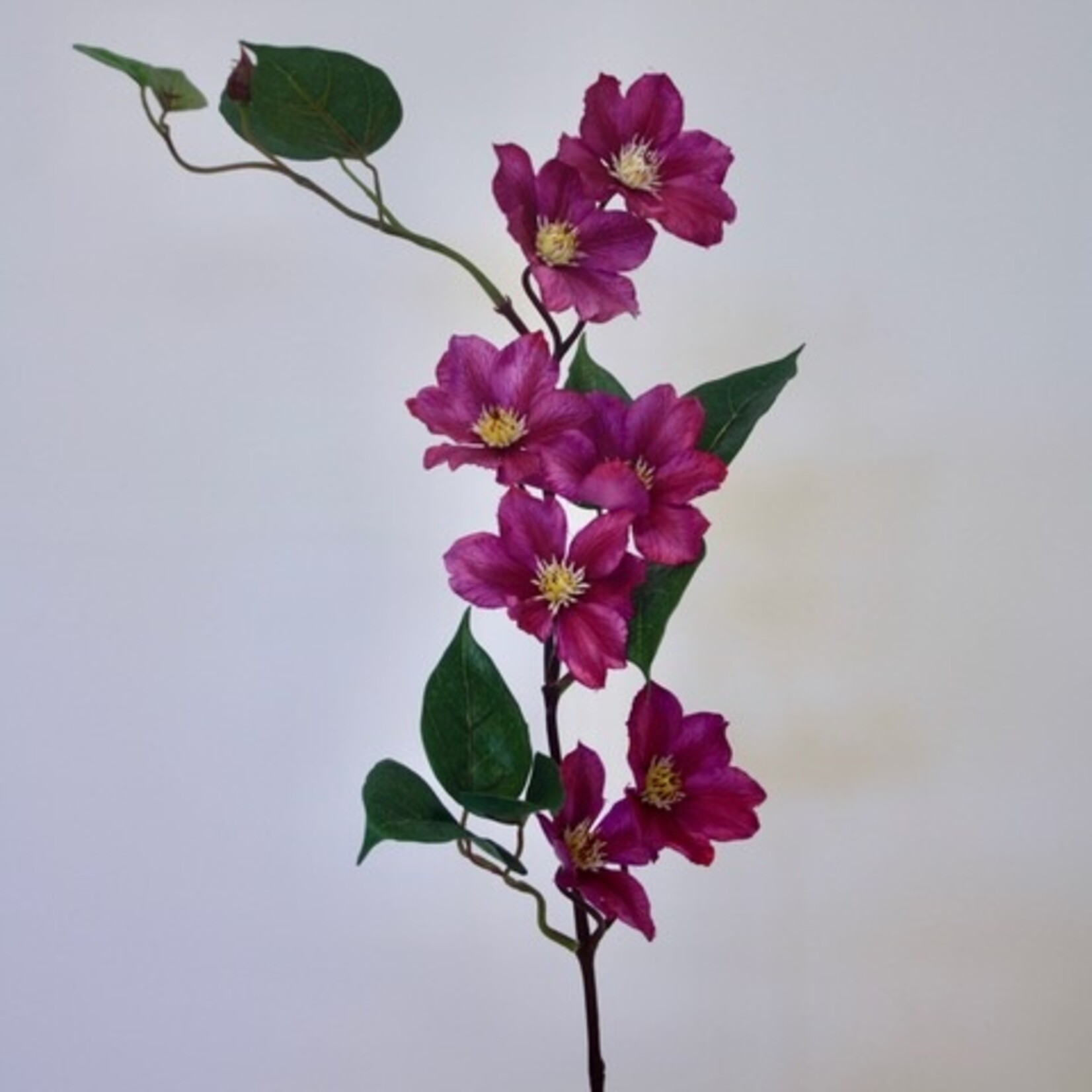 CLEMATIS | FUCHSIA | 80 CM