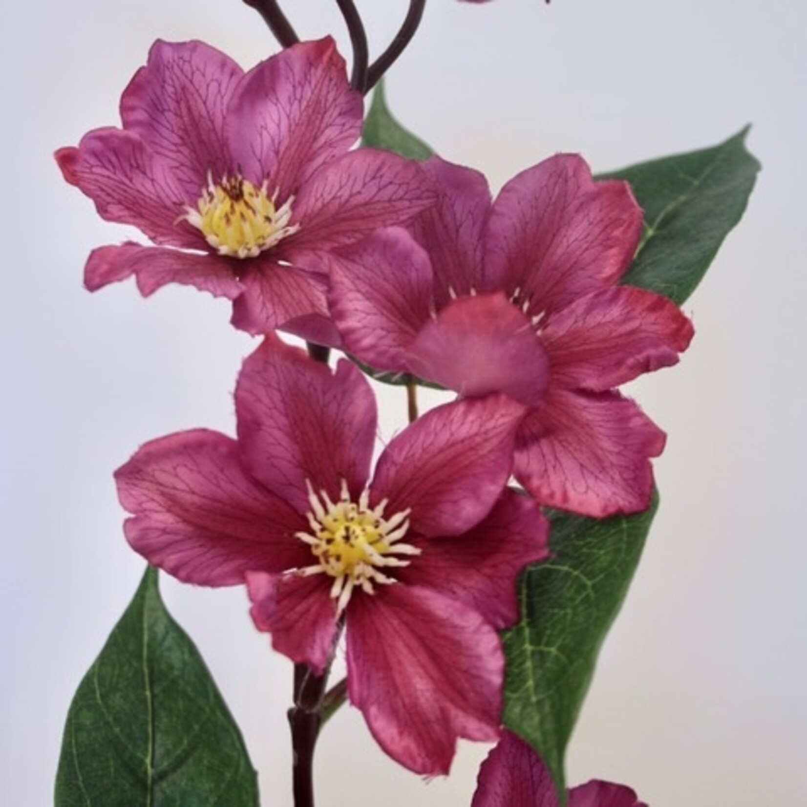 CLEMATIS | FUCHSIA | 80 CM