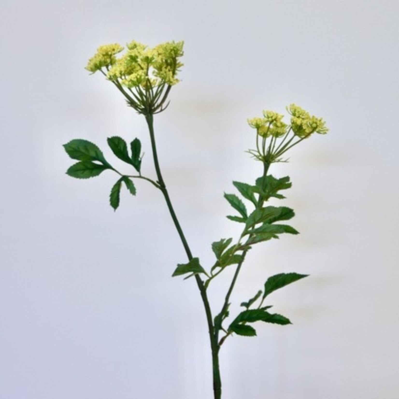 DILLE | GEEL | 75 CM