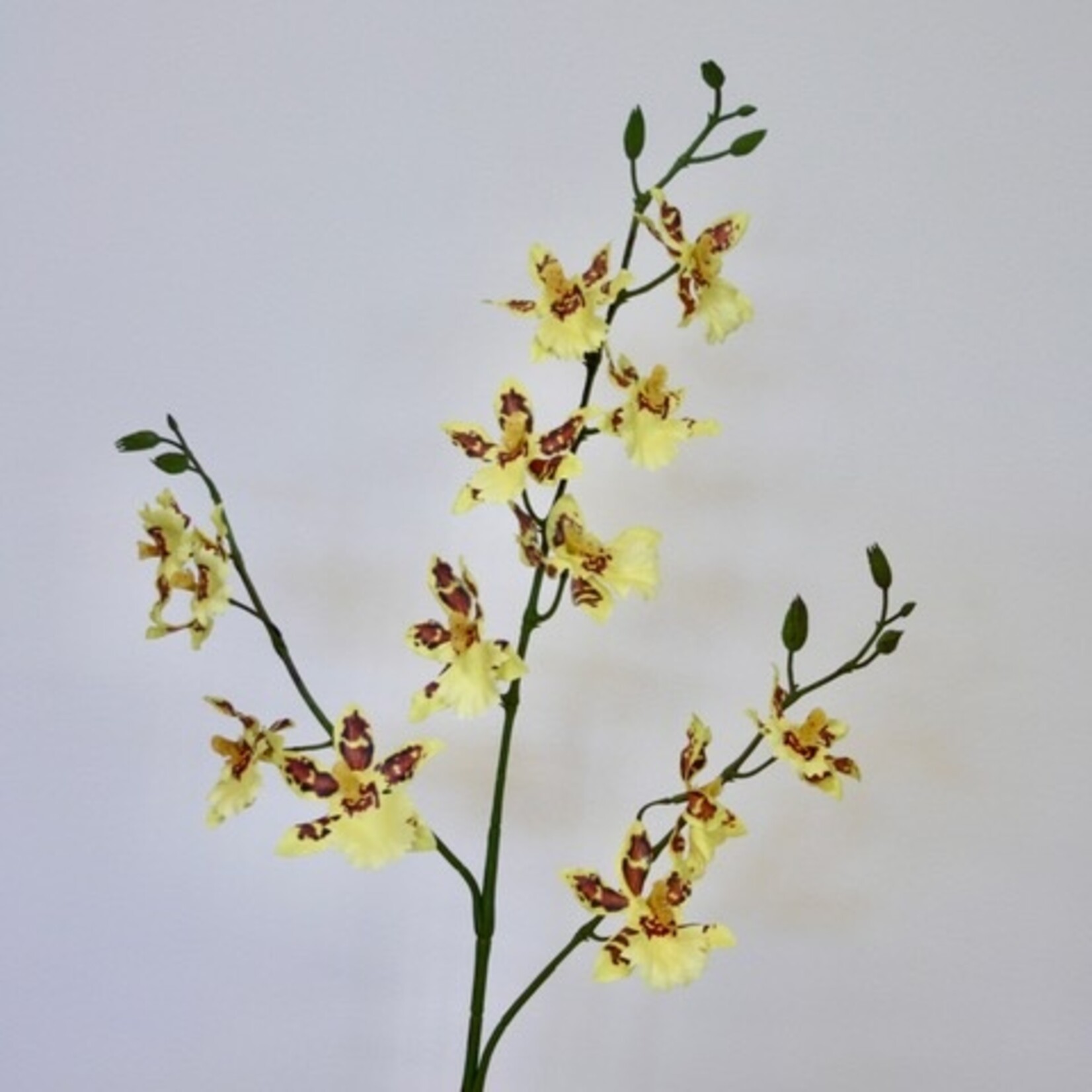 TIJGER ORCHIDEE | GEEL | 85 CM
