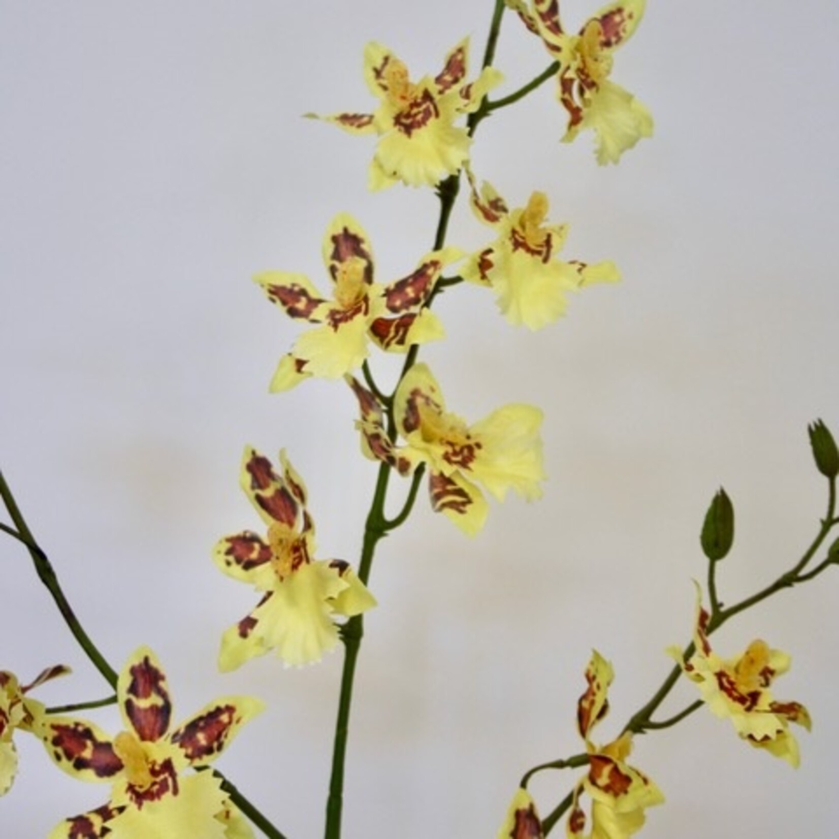 TIJGER ORCHIDEE | GEEL | 85 CM