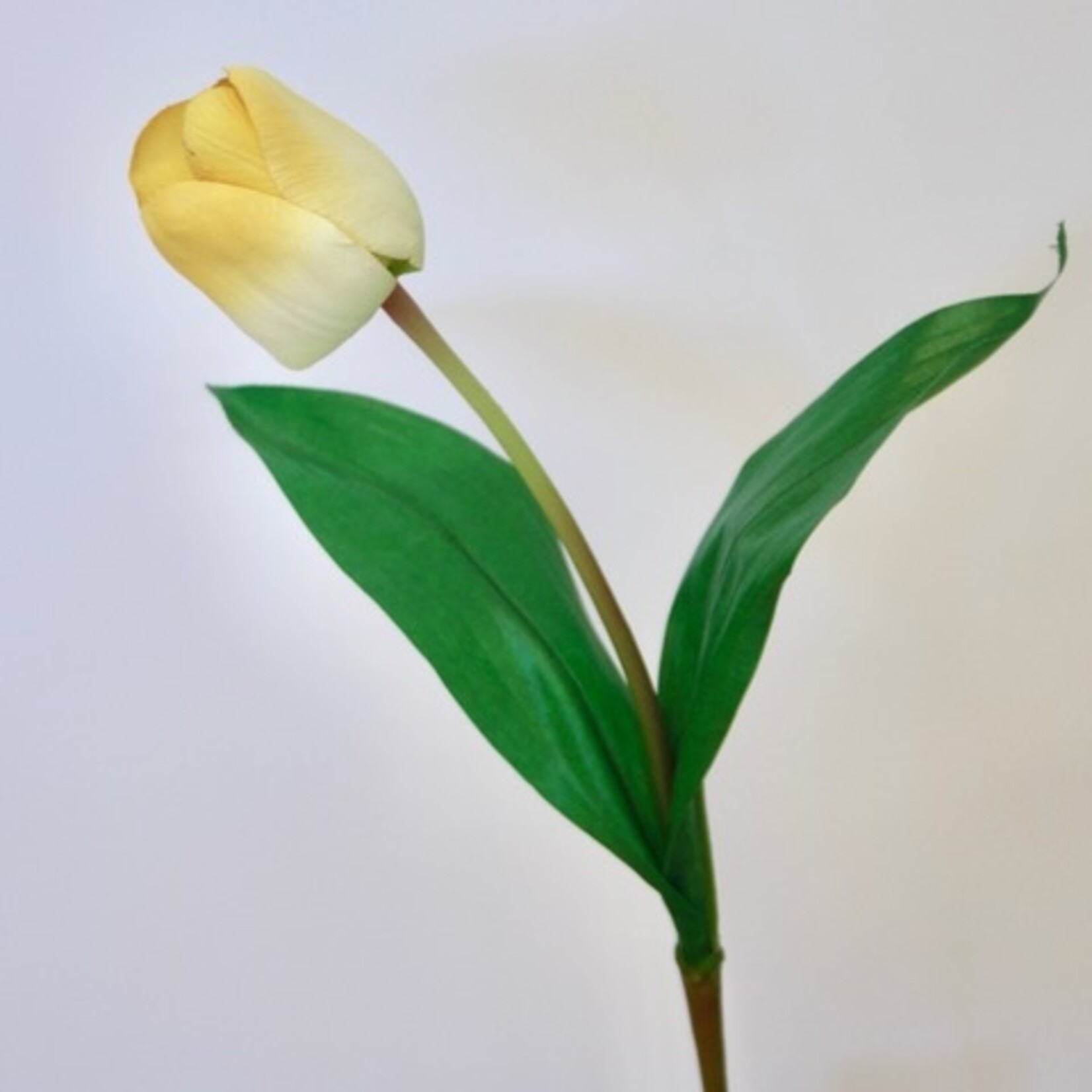 TULP APELDOORN | GEEL | 45 CM